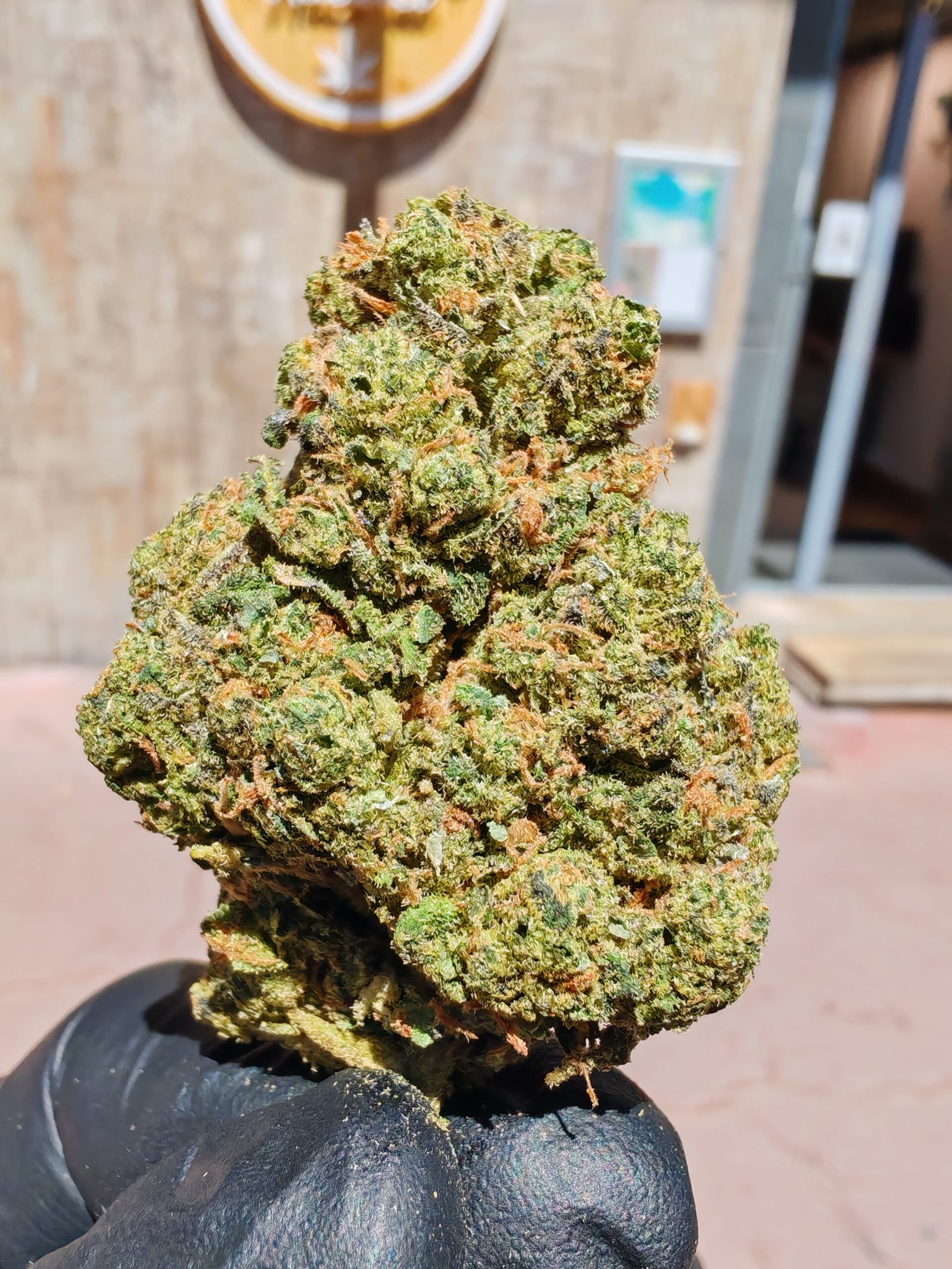 Biscotto >0.3% THC